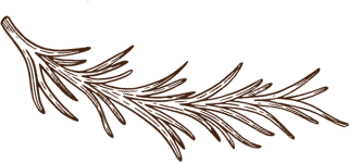 Ilustração de alecrim